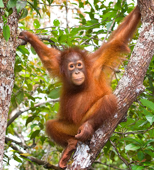 Young orangutan